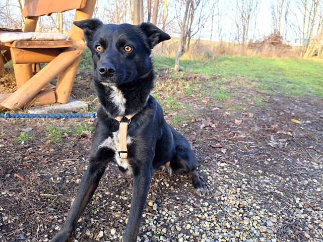 pfotenretterungarn Eden (4)