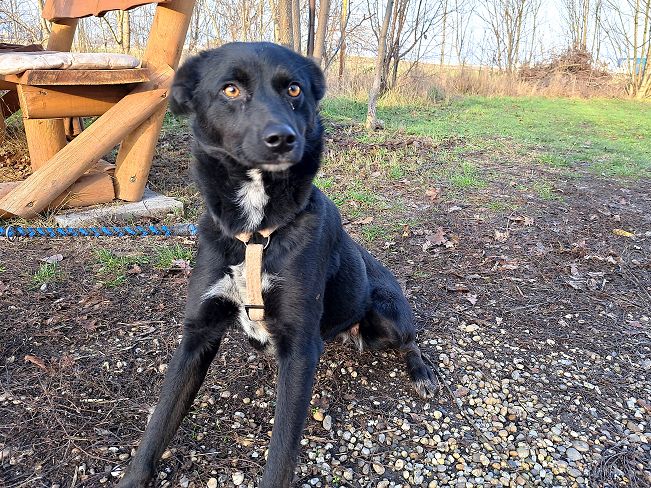 pfotenretterungarn Eden (5)