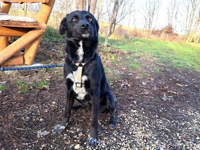 pfotenretterungarn Eden (6)