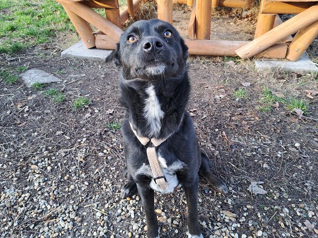 pfotenretterungarn Eden (7)