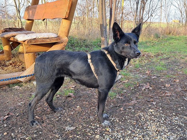 pfotenretterungarn Eden (8)