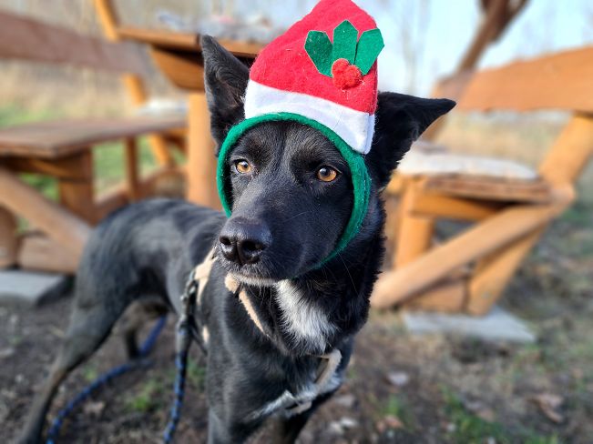 pfotenretterungarn Eden (9)