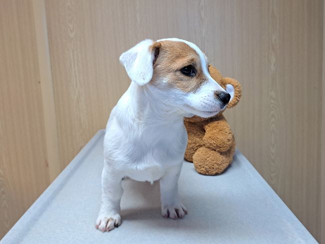 pfotenretterungarn Floyd (10)