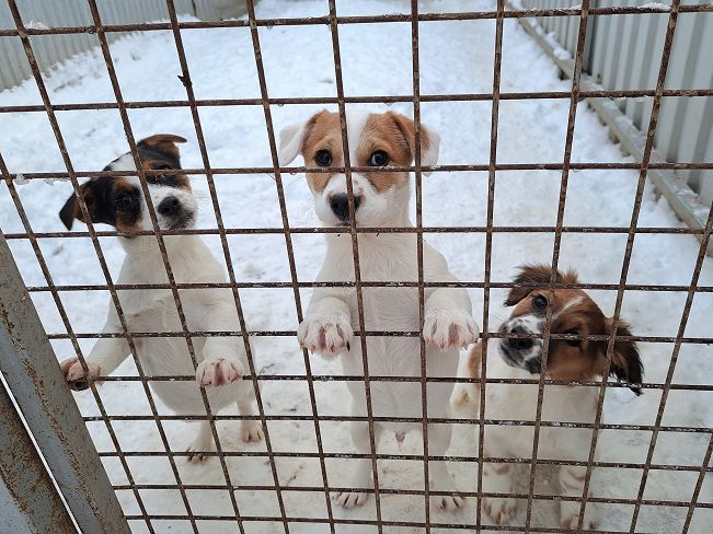 pfotenretterungarn Floyd (11)