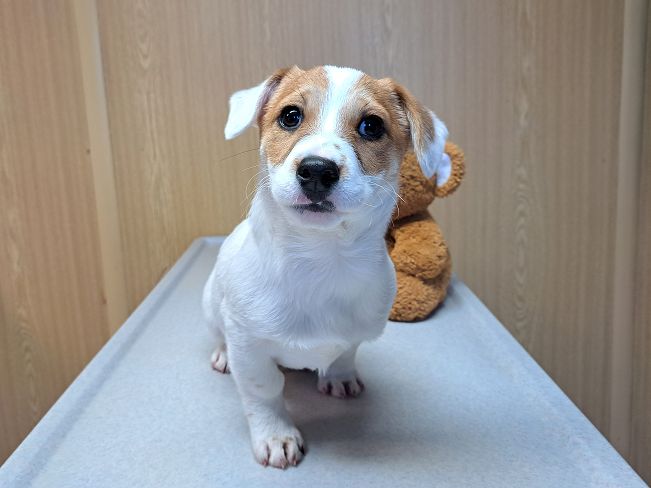 pfotenretterungarn Floyd (2)