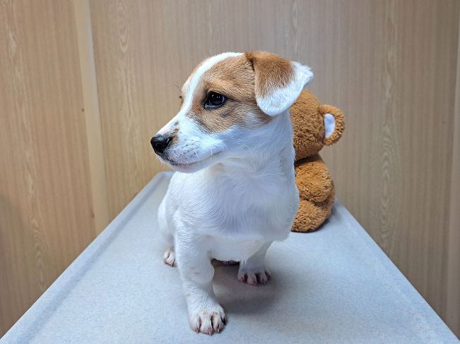 pfotenretterungarn Floyd (3)