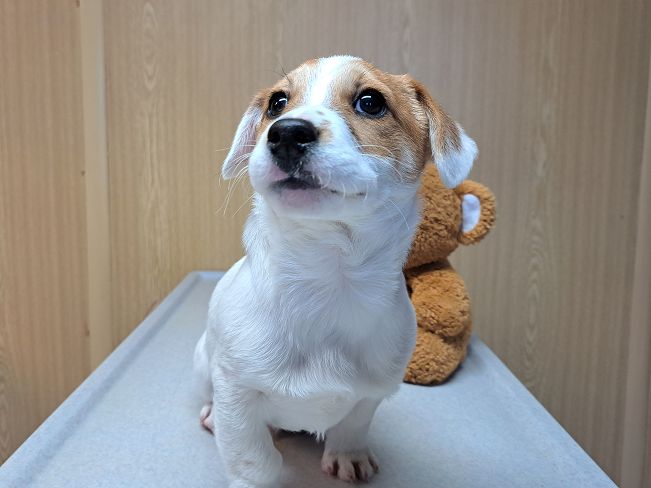 pfotenretterungarn Floyd (4)