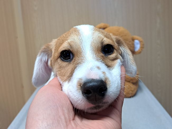 pfotenretterungarn Floyd (5)