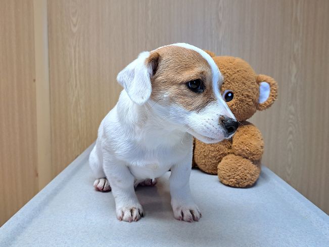 pfotenretterungarn Floyd (6)