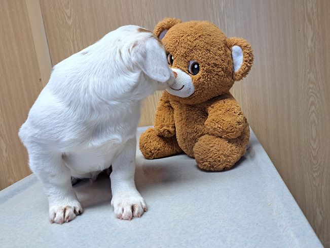 pfotenretterungarn Floyd (7)