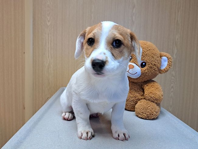 pfotenretterungarn Floyd (8)