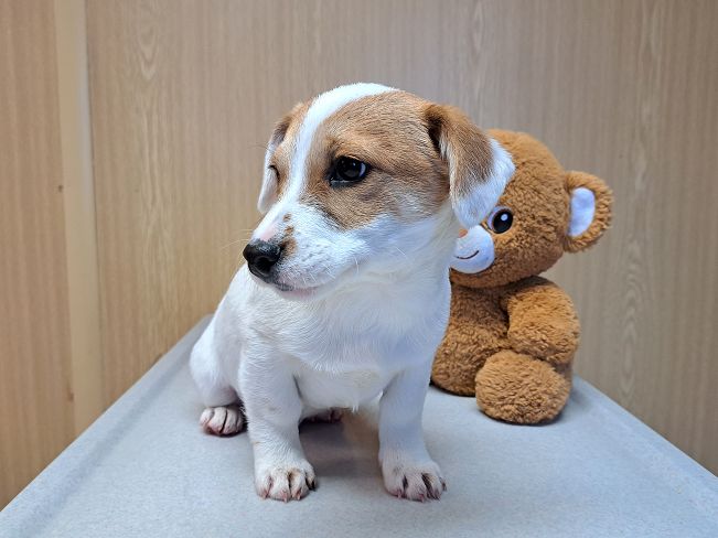 pfotenretterungarn Floyd (9)