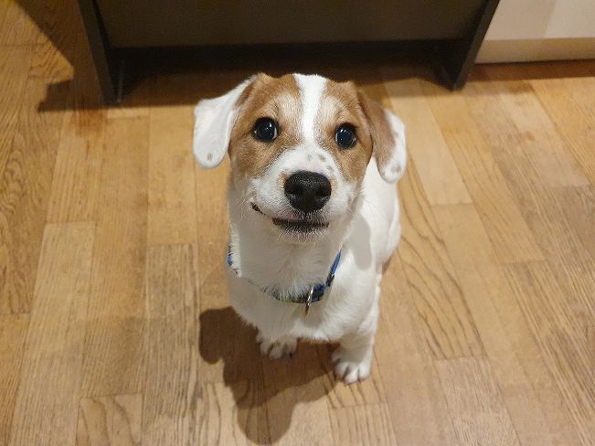 pfotenretterungarn Floyd PS (1)