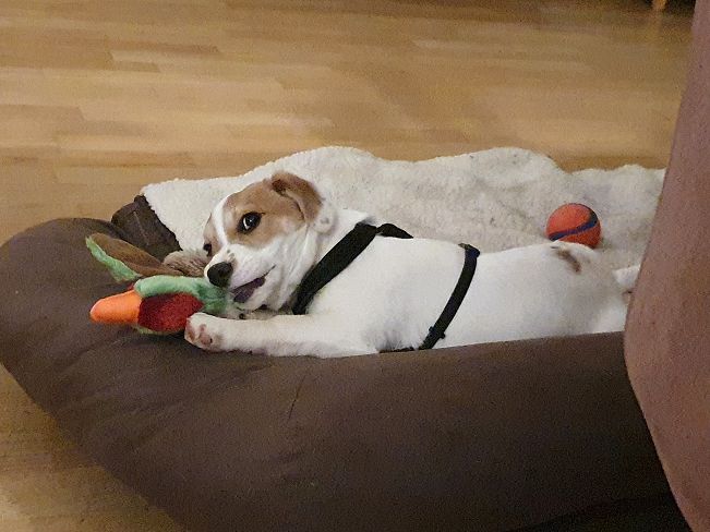 pfotenretterungarn Floyd PS (11)