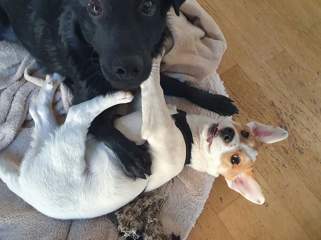 pfotenretterungarn Floyd PS (12)