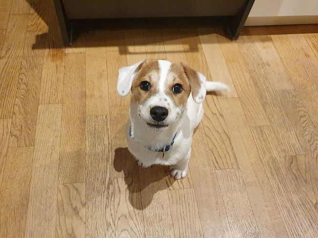 pfotenretterungarn Floyd PS (13)