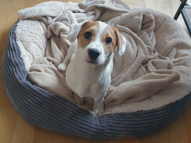 pfotenretterungarn Floyd PS (15)