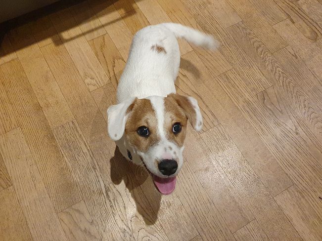 pfotenretterungarn Floyd PS (2)