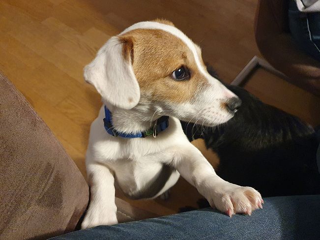 pfotenretterungarn Floyd PS (3)