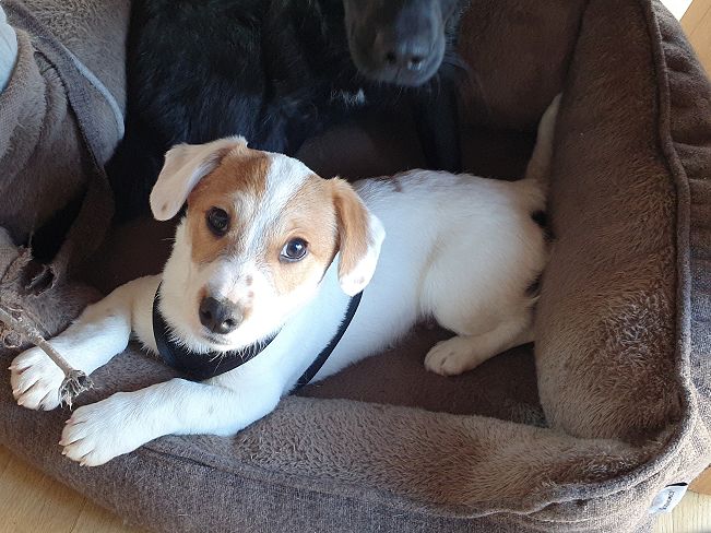 pfotenretterungarn Floyd PS (4)