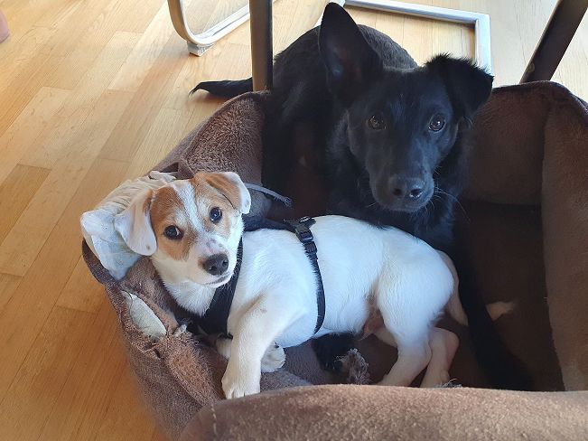 pfotenretterungarn Floyd PS (5)