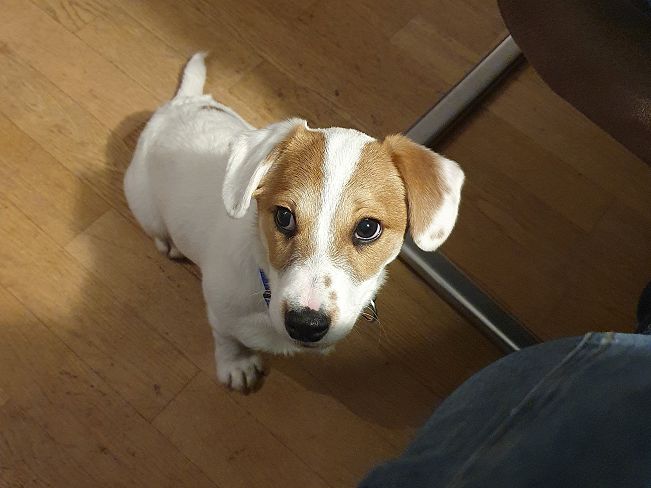 pfotenretterungarn Floyd PS (6)