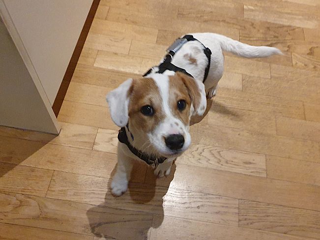 pfotenretterungarn Floyd PS (8)