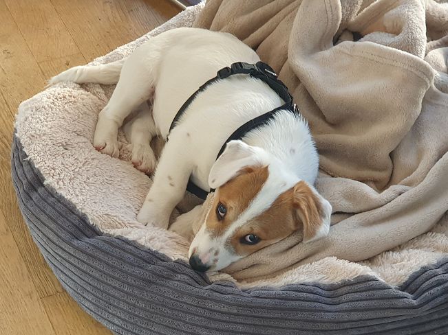 pfotenretterungarn Floyd PS (9)