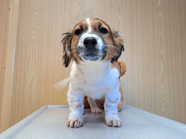 pfotenretterungarn Indie (2)