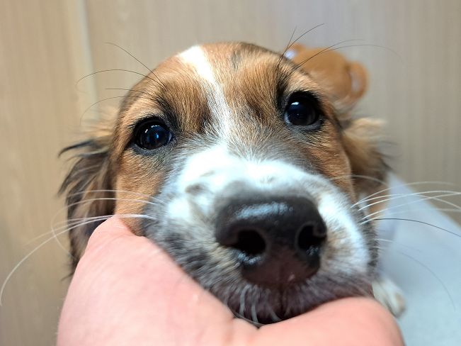 pfotenretterungarn Indie (3)