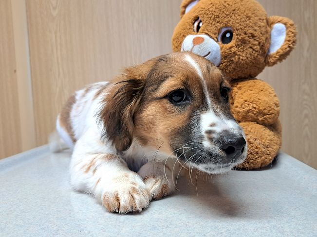 pfotenretterungarn Indie (4)