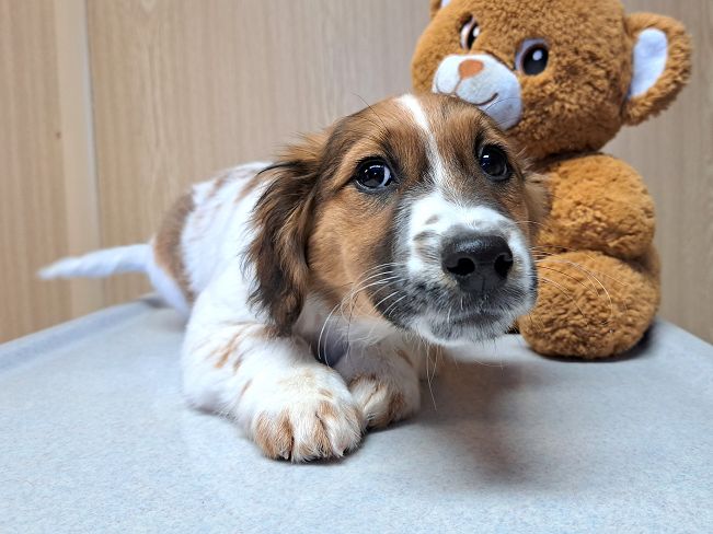 pfotenretterungarn Indie (5)