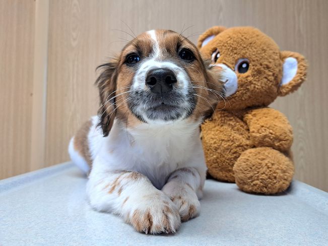 pfotenretterungarn Indie (7)