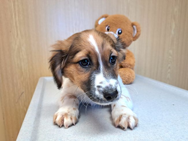 pfotenretterungarn Indie (8)