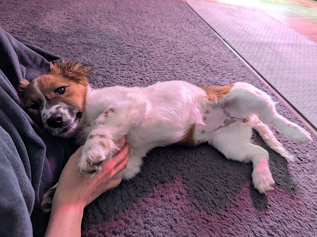 pfotenretterungarn Indie PS (1)