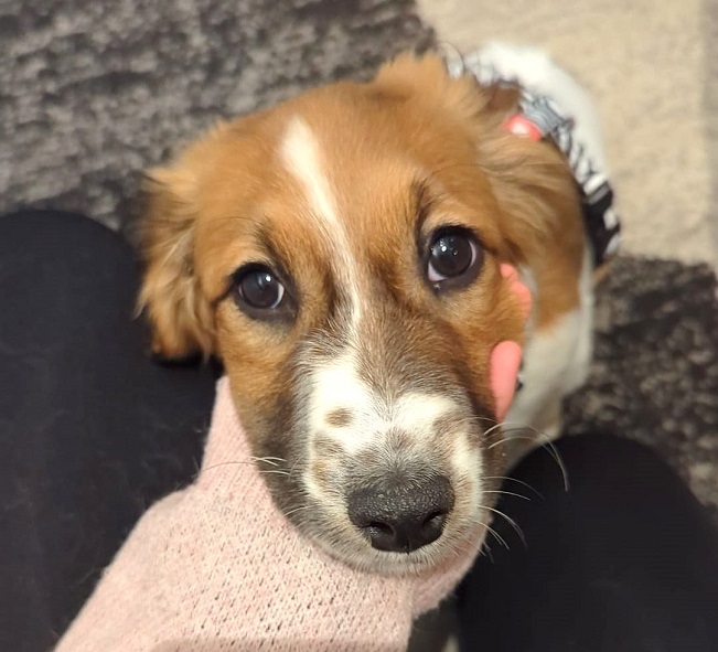 pfotenretterungarn Indie PS (2)