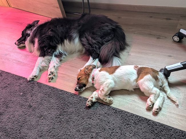 pfotenretterungarn Indie PS (3)