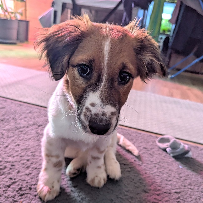 pfotenretterungarn Indie PS (4)