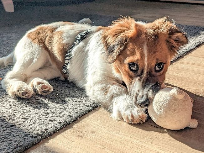 pfotenretterungarn Indie PS (5)