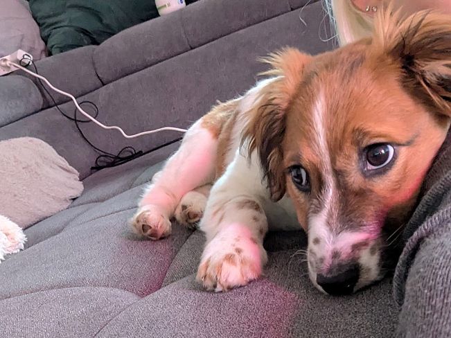 pfotenretterungarn Indie PS (6)