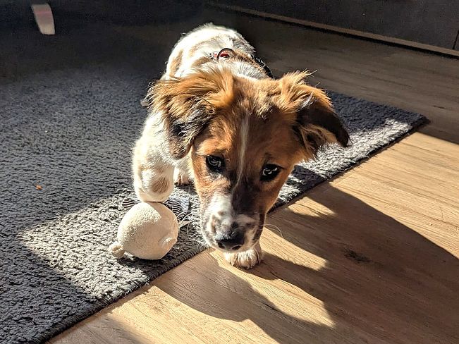 pfotenretterungarn Indie PS (7)