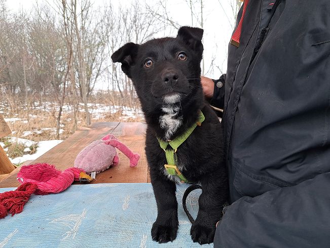 pfotenretterungarn Joschi (2)