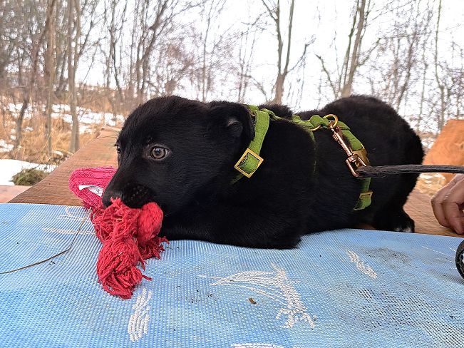 pfotenretterungarn Joschi (3)