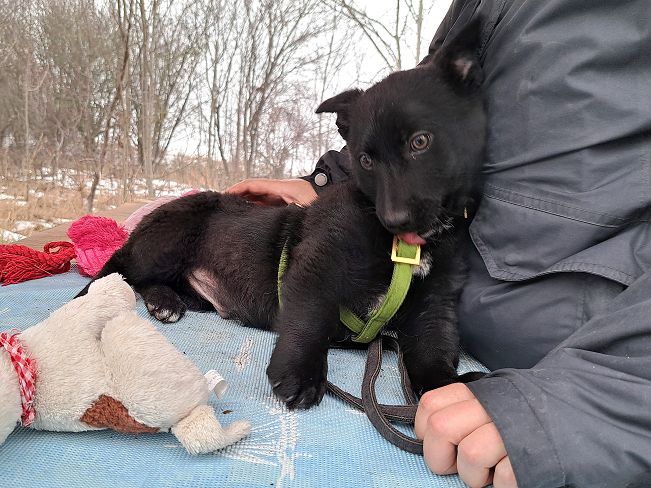 pfotenretterungarn Joschi (4)