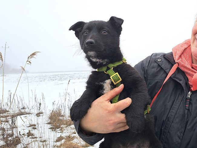 pfotenretterungarn Joschi (5)