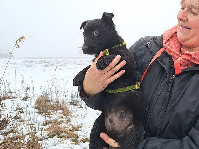 pfotenretterungarn Joschi (6)