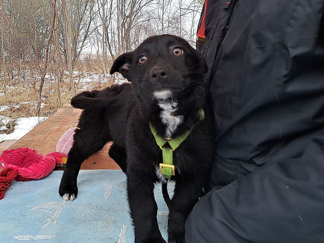 pfotenretterungarn Joschi (7)