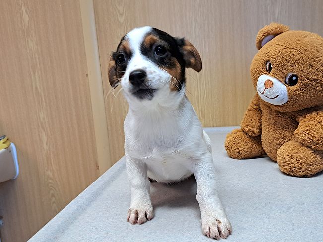 pfotenretterungarn Lyra (10)