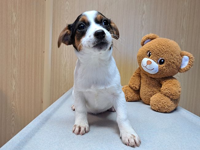 pfotenretterungarn Lyra (2)