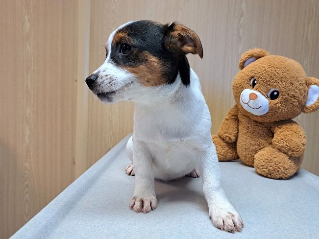 pfotenretterungarn Lyra (3)